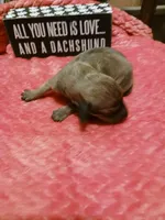 SH Shaded Red female, a female Miniature Dachshund for sale in Burlington, NC – Photo 2 of 3