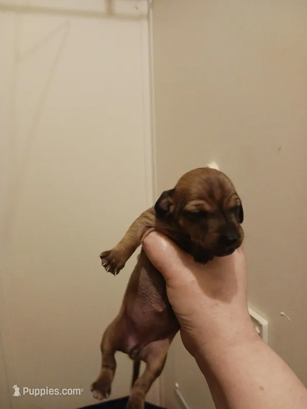 SH Shaded Red female