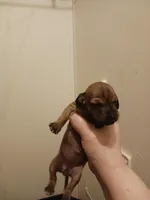 SH Shaded Red female, a female Miniature Dachshund for sale in Burlington, NC – Photo 1 of 3