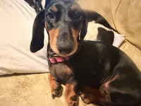 Precious , a female Miniature Dachshund for sale in Burlington, NC – 1 of 6