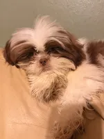Bentley , a male Shih Tzu for sale in Burlington, NC – 3 of 3
