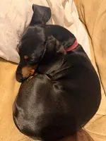 Precious , a female Miniature Dachshund for sale in Burlington, NC – 4 of 6