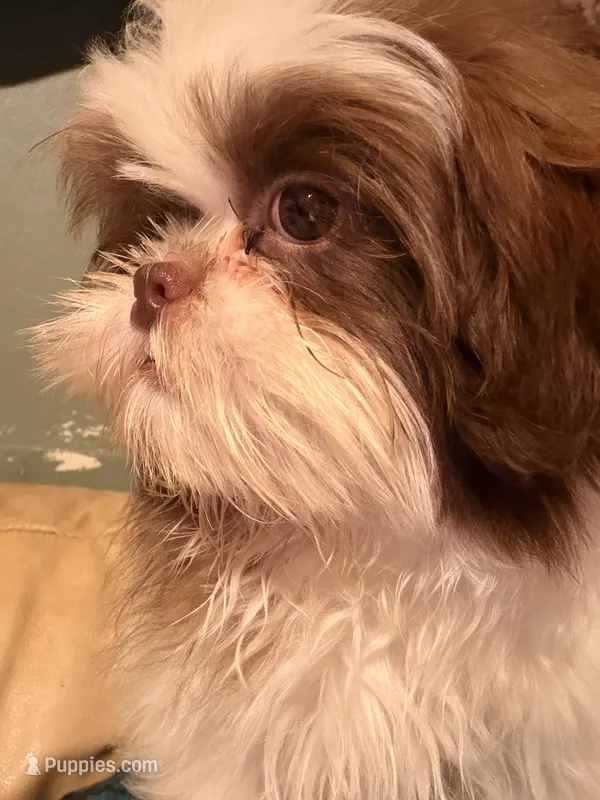 Bentley  – Shih Tzu puppy for sale in Burlington, NC
