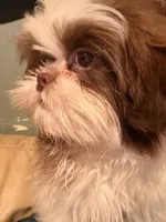 Bentley , a male Shih Tzu for sale in Burlington, NC – 1 of 3