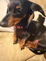 Precious , a female Miniature Dachshund for sale in Burlington, NC – 2 of 6