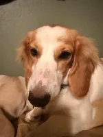 Darla, a female Miniature Dachshund for sale in Burlington, NC – Photo 2 of 4