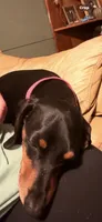 Precious , a female Miniature Dachshund for sale in Burlington, NC – 6 of 6
