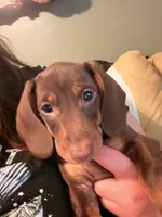 Hazel , a female Miniature Dachshund for sale in Burlington, NC – Photo 1 of 2
