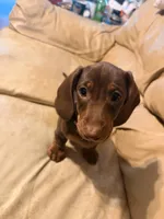 Hazel , a female Miniature Dachshund for sale in Burlington, NC – Photo 2 of 2