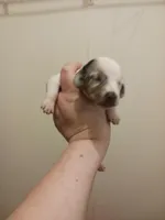 SH Piebald Dapple Female, a female Miniature Dachshund for sale in Burlington, NC – Photo 3 of 4