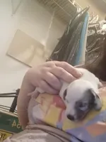 SH Piebald Dapple Female, a female Miniature Dachshund for sale in Burlington, NC – Photo 2 of 4