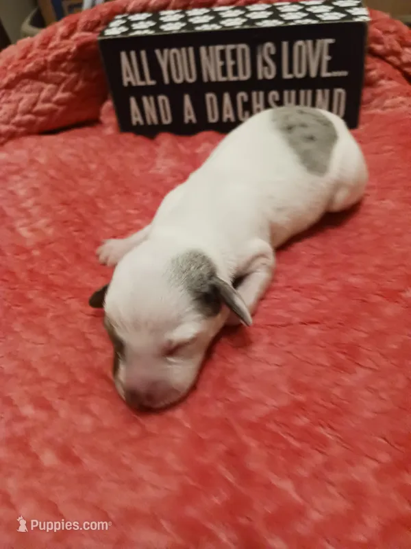 SH Piebald Dapple Female, a female Miniature Dachshund for sale in Burlington, NC – Photo 1 of 4