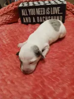 SH Piebald Dapple Female, a female Miniature Dachshund for sale in Burlington, NC – Photo 1 of 4