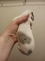 SH Piebald Dapple Female, a female Miniature Dachshund for sale in Burlington, NC – Photo 4 of 4