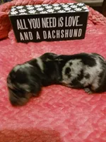 SH Dapple Female, a female Miniature Dachshund for sale in Burlington, NC – Photo 1 of 2