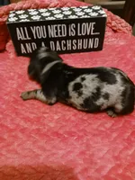 SH Dapple Female, a female Miniature Dachshund for sale in Burlington, NC – Photo 2 of 2