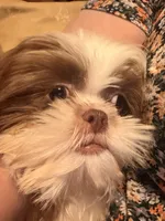 Bentley , a male Shih Tzu for sale in Burlington, NC – 2 of 3