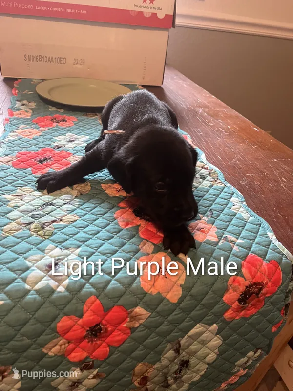 Light Purple – Labrador Retriever puppy for sale in Hammond, IL