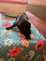 Light Purple, a male Labrador Retriever for sale in Hammond, IL – 1 of 2