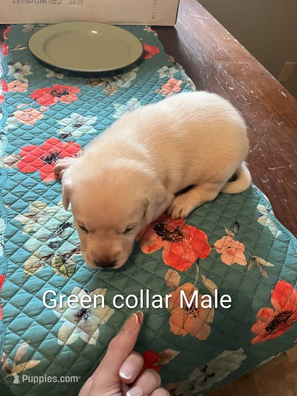 Green collar – Labrador Retriever puppy for sale in Hammond, IL