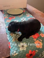 Pink collar, a female Labrador Retriever for sale in Hammond, IL – 2 of 2
