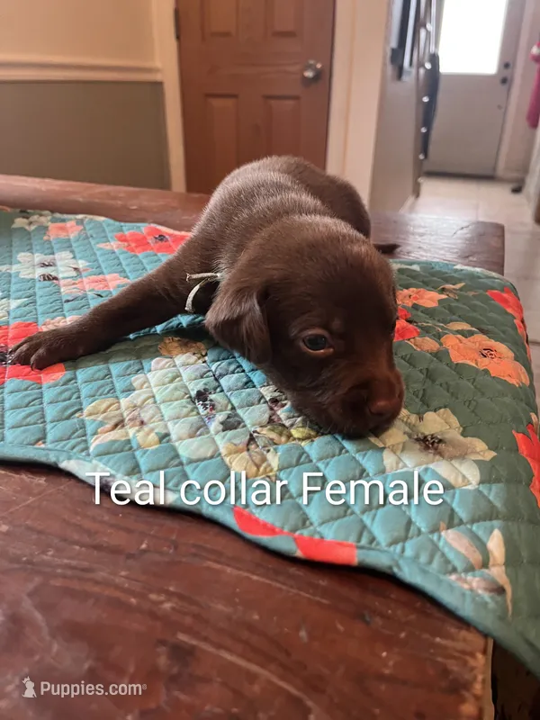 Teal collar – Labrador Retriever puppy for sale in Hammond, IL