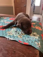 Teal collar, a female Labrador Retriever for sale in Hammond, IL – 1 of 2