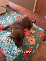 Teal collar, a female Labrador Retriever for sale in Hammond, IL – 2 of 2