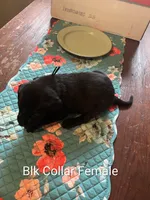 Black Collar, a female Labrador Retriever for sale in Hammond, IL – 2 of 2