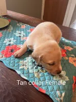 Tan collar, a female Labrador Retriever for sale in Hammond, IL – 1 of 2