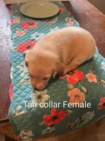 Tan collar, a female Labrador Retriever for sale in Hammond, IL – 2 of 2