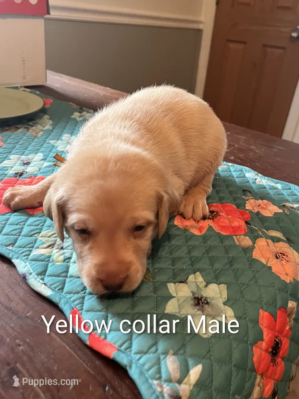 Yellow collar  – Labrador Retriever puppy for sale in Hammond, IL