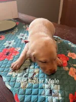Red collar , a male Labrador Retriever for sale in Hammond, IL – 2 of 2