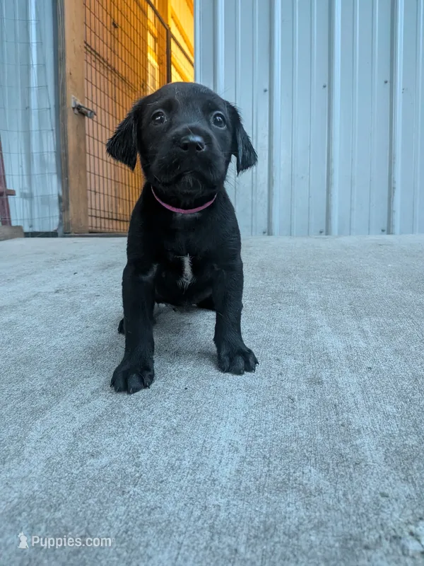 Pink collar – Labrador Retriever puppy for sale in Hammond, IL