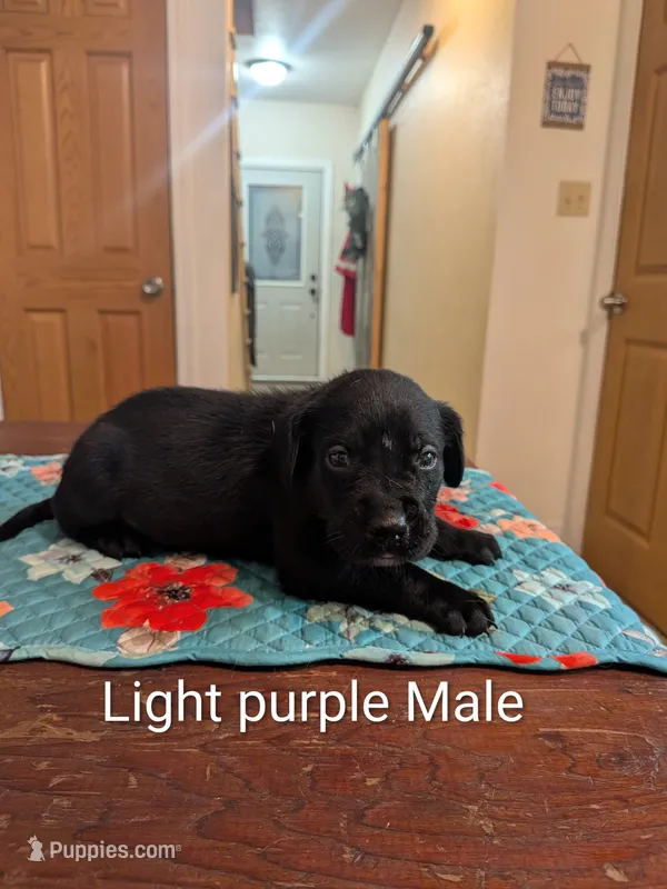 Light Purple – Labrador Retriever puppy on hold in Hammond, IL