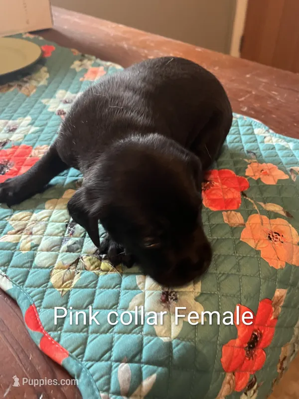 Pink collar – Labrador Retriever puppy for sale in Hammond, IL
