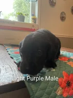 Light Purple, a male Labrador Retriever for sale in Hammond, IL – 2 of 2