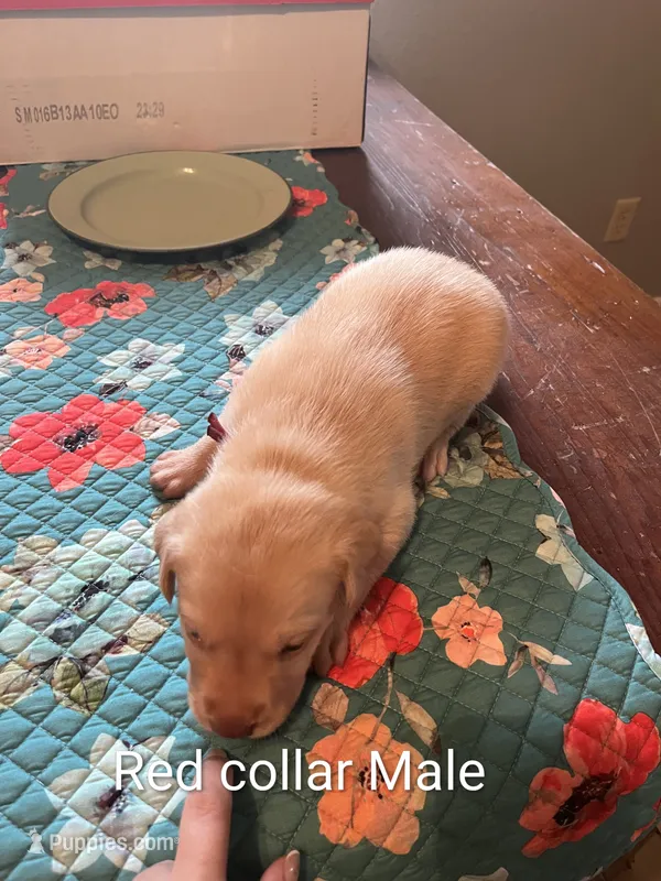 Red collar  – Labrador Retriever puppy for sale in Hammond, IL