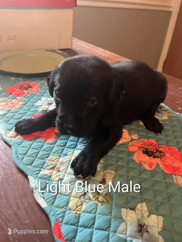 Light Blue – Labrador Retriever puppy for sale in Hammond, IL