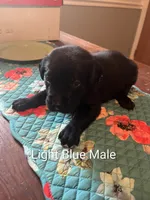 Light Blue, a male Labrador Retriever for sale in Hammond, IL – 1 of 1