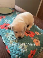 Green collar, a male Labrador Retriever for sale in Hammond, IL – 2 of 2