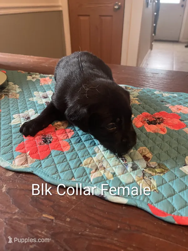 Black Collar – Labrador Retriever puppy for sale in Hammond, IL