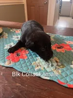 Black Collar, a female Labrador Retriever for sale in Hammond, IL – 1 of 2