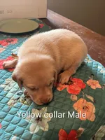 Yellow collar , a male Labrador Retriever for sale in Hammond, IL – 2 of 2