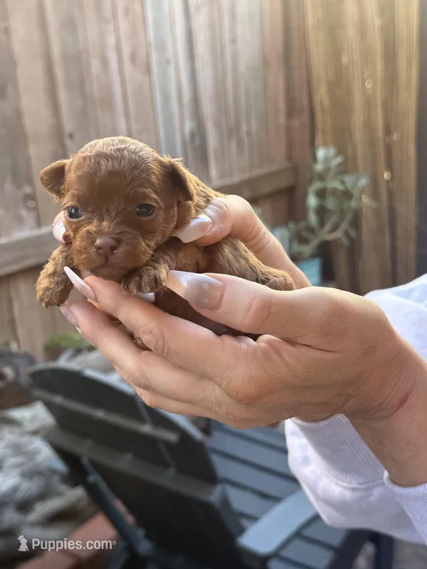Healing Teacup Puppies  – Maltipoo puppy for sale in Manhattan Beach, CA