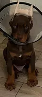 Doberman pincher puppies, a male Doberman Pinscher for sale in Houston, TX – 3 of 4
