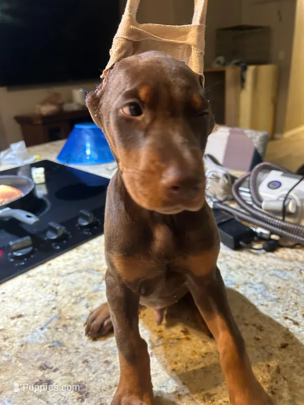 Doberman pincher puppies – Doberman Pinscher puppy for sale in Houston, TX