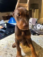 Doberman pincher puppies, a male Doberman Pinscher for sale in Houston, TX – 1 of 4