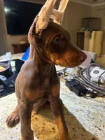 Doberman pincher puppies, a male Doberman Pinscher for sale in Houston, TX – 4 of 4