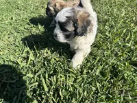 Ozzy, a male Maltese and Shih Tzu for sale in Gilbert, AZ – Photo 5 of 7